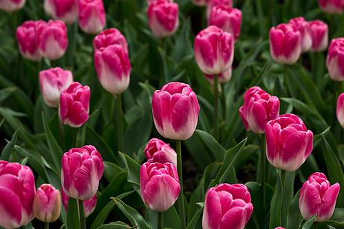 Innuendo Tulip