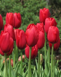 Kings Blood Tulip