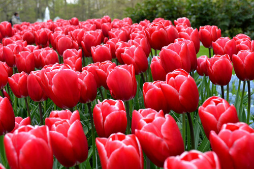 Kung Fu Tulip