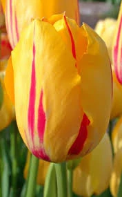 Lacourtine Tulip