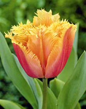 Lambada Tulip