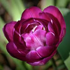 Lilic Perfection Tulip