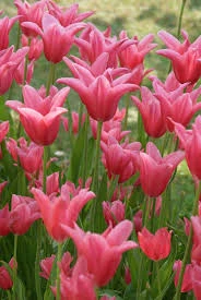Mariette Tulip
