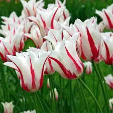 Marilyn Tulip