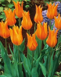 Marjolein Tulip