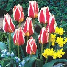 Mary Ann Tulip