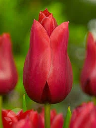 Merry Christmas Tulip