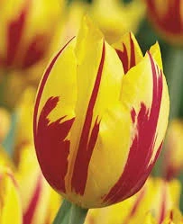 Mickey Mouse Tulip