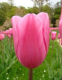 Mistress Tulip