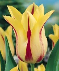 Mona Lisa Tulip
