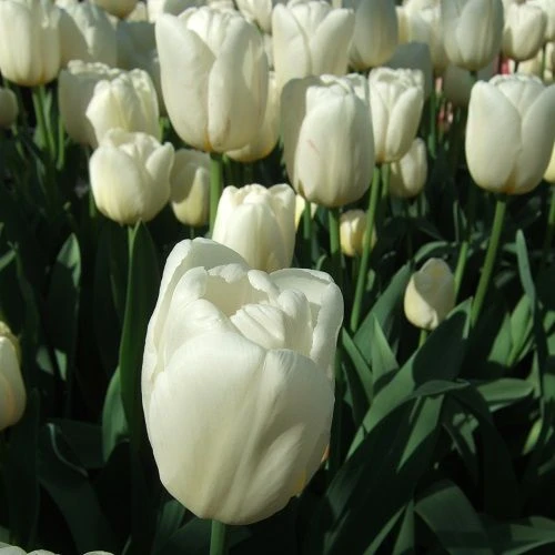 Mont Blanc Tulip