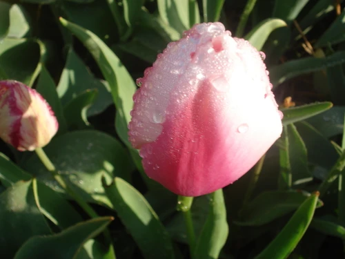 Ollioules Tulip