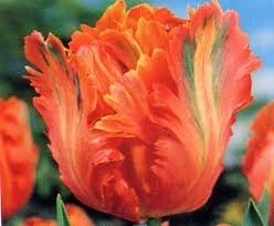 Orange Parrot Tulip