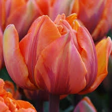 Orange Princess Tulip