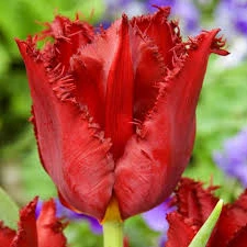 Pacific Pearl Tulip