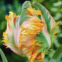Parrot King Tulip