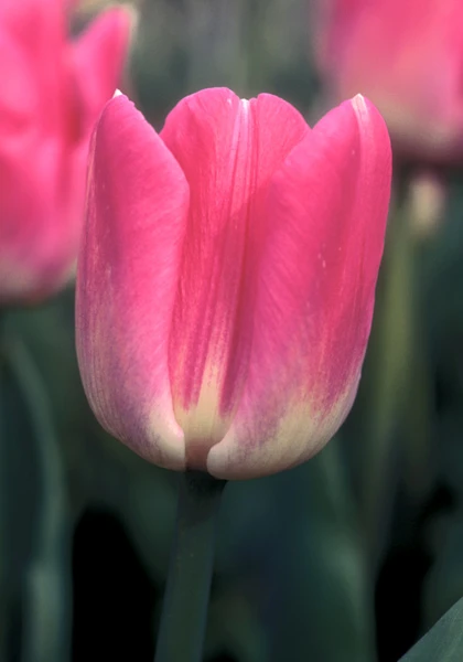 Preludium Tulip