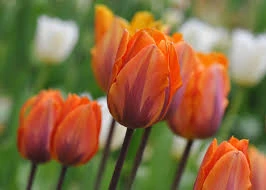 Princess Irene Tulip