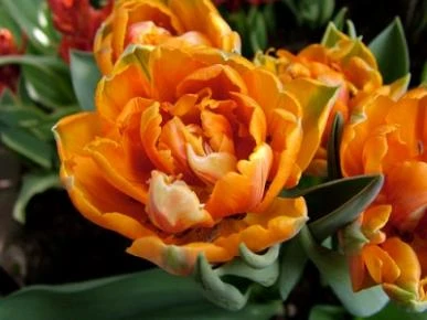 Princess Unique Tulip