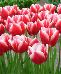Princess Victoria Tulip