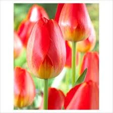 Prins Claus Tulip