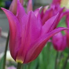 Purple Dream Tulip