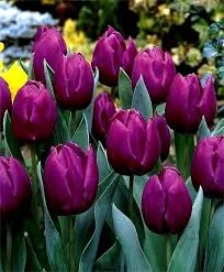Purple Prince Tulip