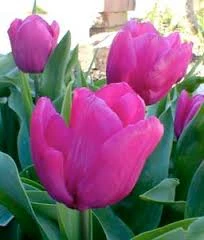 Purple Star Tulip