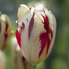Grand Perfection Tulip