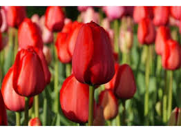Red Impression Tulip