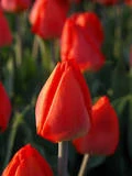 Red Paradise Tulip