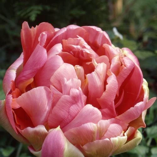 Renown Unique Tulip