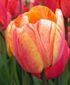 Royal Stream Tulip