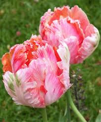 Salmon Parrot Tulip