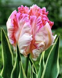 Silver Parrot Tulip