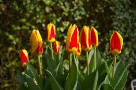 Stresa Tulip