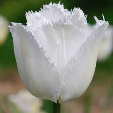 Swan Wings Tulip
