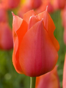 Temples Favorite Tulip