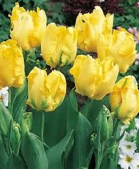 Texas Gold Tulip