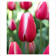 Toy Tulip