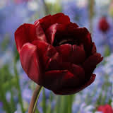 Uncle Tom Tulip