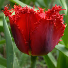 Valery Gergiev Tulip