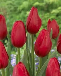 Warsawa Tulip