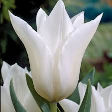 White Elegance Tulip
