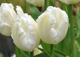 White Parrot Tulip