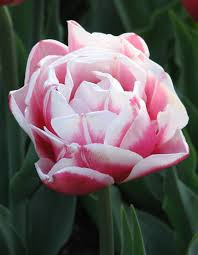 Wirosa Tulip