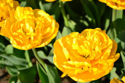 Yellow Pomponette Tulip