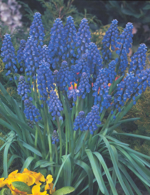 Muscari Grape Hyacinth (Purple)