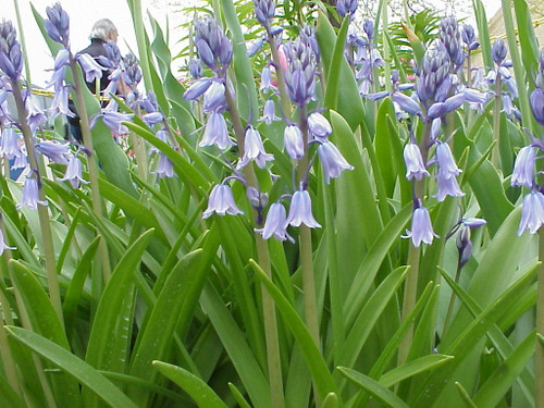 Scilla Blue