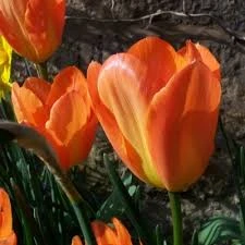 Orange Emperor Tulip